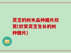 灵芝的树木品种图片欣赏(欣赏灵芝生长的树种图片)