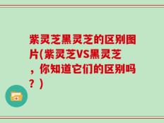 紫灵芝黑灵芝的区别图片(紫灵芝VS黑灵芝，你知道它们的区别吗？)