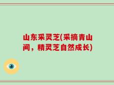 山东采灵芝(采摘青山间，精灵芝自然成长)