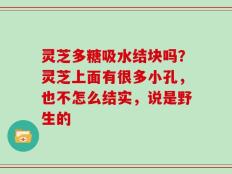 灵芝多糖吸水结块吗？灵芝上面有很多小孔，也不怎么结实，说是野生的