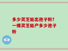多少灵芝能出孢子粉？一棵灵芝能产多少孢子粉