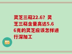 灵芝三萜22.6？灵芝三萜含量高达5.66克的灵芝应该怎样进行深加工