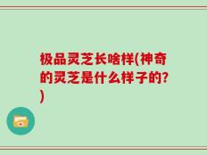 极品灵芝长啥样(神奇的灵芝是什么样子的？)