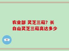 农业部 灵芝三萜？长白山灵芝三萜高达多少