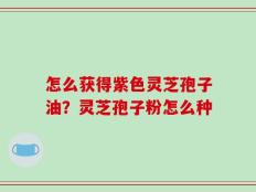 怎么获得紫色灵芝孢子油？灵芝孢子粉怎么种