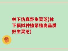 林下仿真野生灵芝(林下模拟种植繁殖高品质野生灵芝)