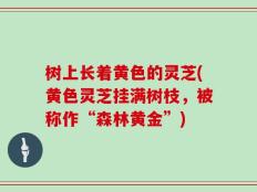 树上长着黄色的灵芝(黄色灵芝挂满树枝，被称作“森林黄金”)