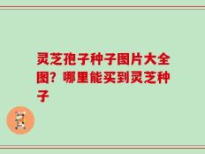 灵芝孢子种子图片大全图？哪里能买到灵芝种子
