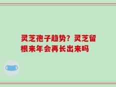 灵芝孢子趋势？灵芝留根来年会再长出来吗