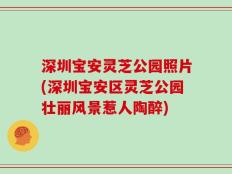 深圳宝安灵芝公园照片(深圳宝安区灵芝公园壮丽风景惹人陶醉)