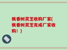 枫香树灵芝收购厂家(枫香树灵芝完成厂家收购！)