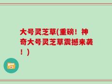 大号灵芝草(重磅！神奇大号灵芝草震撼来袭！)