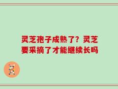 灵芝孢子成熟了？灵芝要采摘了才能继续长吗