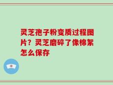 灵芝孢子粉变质过程图片？灵芝磨碎了像棉絮怎么保存