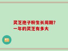 灵芝孢子粉生长周期？一年的灵芝有多大