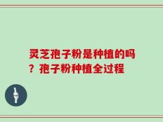 灵芝孢子粉是种植的吗？孢子粉种植全过程