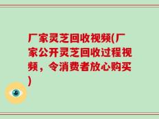 厂家灵芝回收视频(厂家公开灵芝回收过程视频，令消费者放心购买)