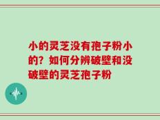 小的灵芝没有孢子粉小的？如何分辨破壁和没破壁的灵芝孢子粉