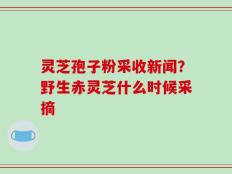 灵芝孢子粉采收新闻？野生赤灵芝什么时候采摘