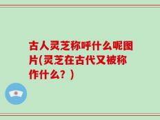 古人灵芝称呼什么呢图片(灵芝在古代又被称作什么？)