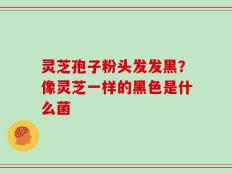 灵芝孢子粉头发发黑？像灵芝一样的黑色是什么菌
