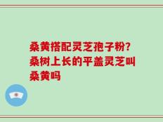桑黄搭配灵芝孢子粉？桑树上长的平盖灵芝叫桑黄吗