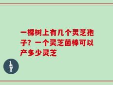 一棵树上有几个灵芝孢子？一个灵芝菌棒可以产多少灵芝