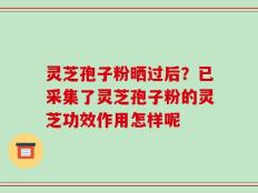 灵芝孢子粉晒过后？已采集了灵芝孢子粉的灵芝功效作用怎样呢