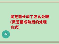 灵芝菌长成了怎么处理(灵芝菌成熟后的处理方式)