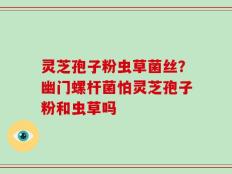 灵芝孢子粉虫草菌丝？幽门螺杆菌怕灵芝孢子粉和虫草吗