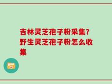 吉林灵芝孢子粉采集？野生灵芝孢子粉怎么收集