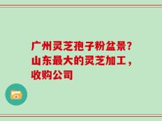 广州灵芝孢子粉盆景？山东最大的灵芝加工，收购公司