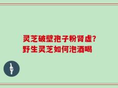 灵芝破壁孢子粉肾虚？野生灵芝如何泡酒喝