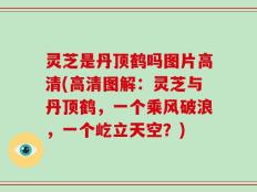灵芝是丹顶鹤吗图片高清(高清图解：灵芝与丹顶鹤，一个乘风破浪，一个屹立天空？)