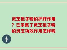 灵芝孢子粉的护肝作用？已采集了灵芝孢子粉的灵芝功效作用怎样呢