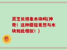 灵芝长得象木块吗(神奇！这种蘑菇竟然与木块如此相似！)