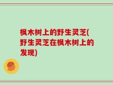 枫木树上的野生灵芝(野生灵芝在枫木树上的发现)