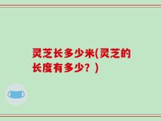 灵芝长多少米(灵芝的长度有多少？)