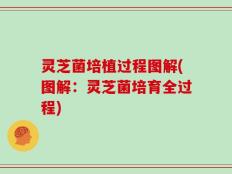 灵芝菌培植过程图解(图解：灵芝菌培育全过程)
