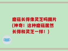 磨菇长得像灵芝吗图片(神奇！这种磨菇居然长得和灵芝一样！)