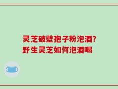 灵芝破壁孢子粉泡酒？野生灵芝如何泡酒喝