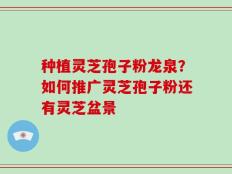 种植灵芝孢子粉龙泉？如何推广灵芝孢子粉还有灵芝盆景