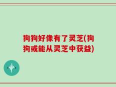狗狗好像有了灵芝(狗狗或能从灵芝中获益)