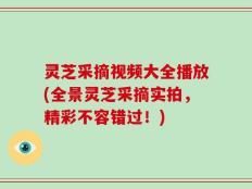 灵芝采摘视频大全播放(全景灵芝采摘实拍，精彩不容错过！)