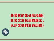 赤灵芝的生长阶段图(赤灵芝生长周期展示，认识芝菇的生命历程)