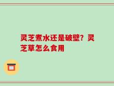 灵芝煮水还是破壁？灵芝草怎么食用