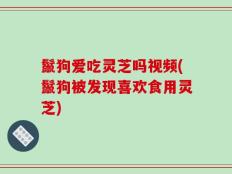 鬣狗爱吃灵芝吗视频(鬣狗被发现喜欢食用灵芝)