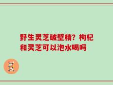 野生灵芝破壁精？枸杞和灵芝可以泡水喝吗