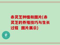 赤灵芝种植和图片(赤灵芝的养殖技巧与生长过程  图片展示)