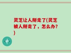 灵芝让人掰走了(灵芝被人掰走了，怎么办？)